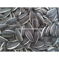 2019 Sunflower seed market price inner mongolia seeds